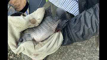 Câu Đài tại hồ Hải Long Vương - Hóc Môn... cá phi nhiều vô kể... #caudai #hailongvuong #caucavip