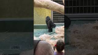Gorilla loves twerking #shorts