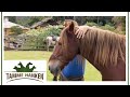 R�cken platzt beinahe auf! Tamme bewahrt Pferd vor schlimmen Schmerzen | Tamme Hanken | Kabel Eins