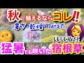 【宿根草】秋植えの宿根草選びの参考に🤗/猛暑・乾燥の中でも、次から次に咲いてくれた宿根草特集‼️こんなに放任でも、こんなに綺麗に咲いてくれるの？！夏の強さは、宿根草選びの重要ポイント【ガーデニング】