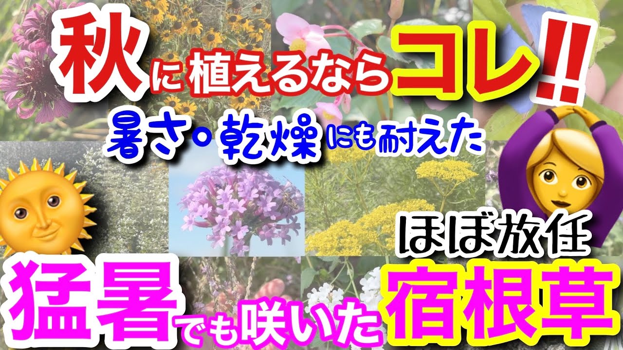 【宿根草】秋植えの宿根草選びの参考に🤗/猛暑・乾燥の中でも、次から次に咲いてくれた宿根草特集‼️こんなに放任でも、こんなに綺麗に咲いてくれるの？！夏の強さは、宿根草選びの重要ポイント【ガーデニング】
