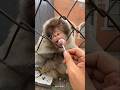 The Psychological Trick Monkeys Use On Tourists! 🤯 #MindBlown #AnimalIntelligence