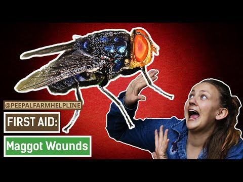 How to Heal Maggot Wounds in Animals! (Eng with Hindi Subtitles)