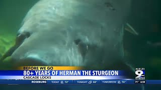 80+ Years of Herman the Sturgeon
