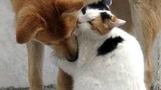 funny Cat ad Dog gifs videos [NEW HD]
