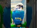 Blue is sleeping💤😴