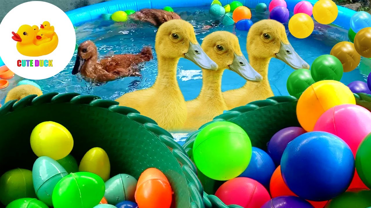 Inflative COLOR BALLS AND CUTE DUCK IN INFLATIVE POOL - YouTube