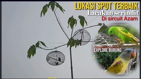 LOKASI TERBAIK MELACAK MIKAT BURUNG SERIDIT DAN MELATIH AGAR MAKIN GACOR DI AZAM SIRCUIT