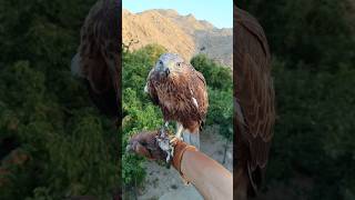 Fast Buzzard Feeding Reaction From My Hand 🦅👀