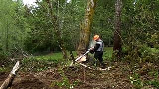 Tree Removal, Pulling Hung Up Cottonwood Out of Big Fir. Gig Harbor WA