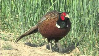 Fasan Scharrt Nach Nahrung - Pheasant Looking For Food