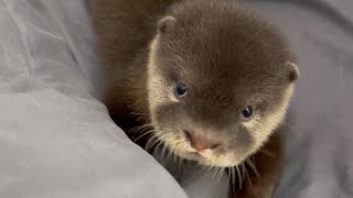 When Baby Otter Wants To Play With Kitten