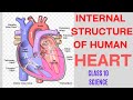 HUMAN HEART INTERNAL STRUCTURE@scifi