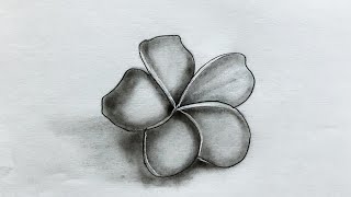 Detailed How to Draw Plumeria Flower || Very Easy Drawing Tutorial For Beginners || Pencil Sketch Details