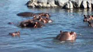 Hippo Pool 2