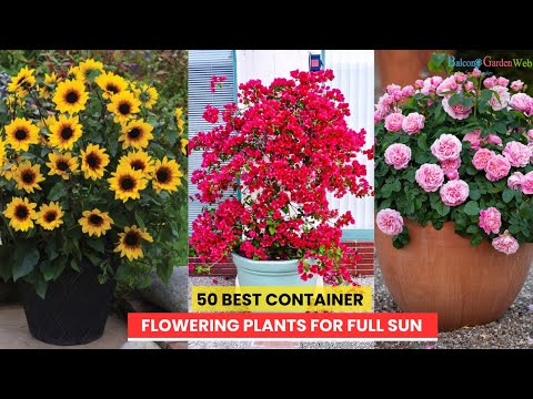 50 BEST CONTAINER FLOWERING PLANTS FOR FULL SUN