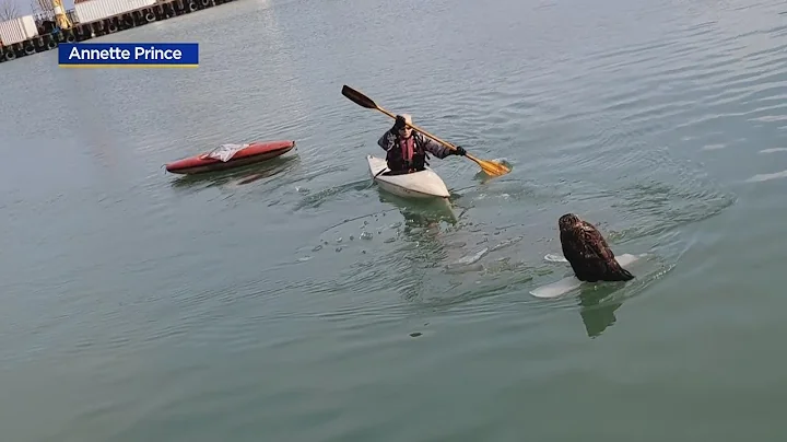 Bald eagle being treated after rescue from Waukegan Harbor