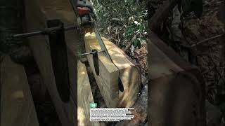 Chainsaw Milling Giant Timber #Woodworking #Chainsaw
