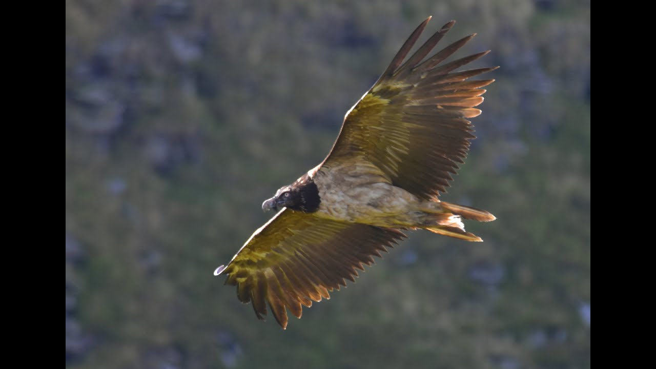 A Vulture Visits YouTube