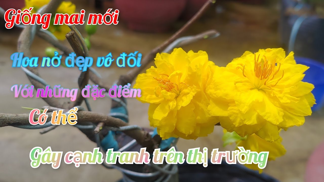 Mai cúc tri kỷ (cúc Vip) một giống mai mới bông nở siêu đẹp || Bonsai nam bộ