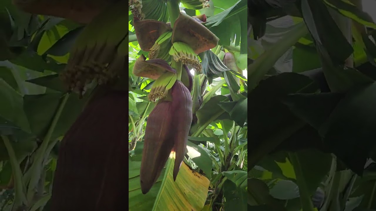 microsun banana plot in maharastra mo-7709724749