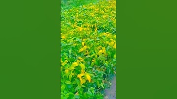 my first vlog YouTube videos#myfirstvlog #trending #short