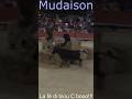 Mudaison Taureaupaille Manadealain Le 27 06 2025 Mudaison Taureaupaille Manadealain Le 27 06 2025