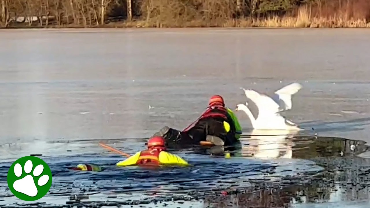 Firefighters Save Swan Frozen to the Ice 🦢🙏