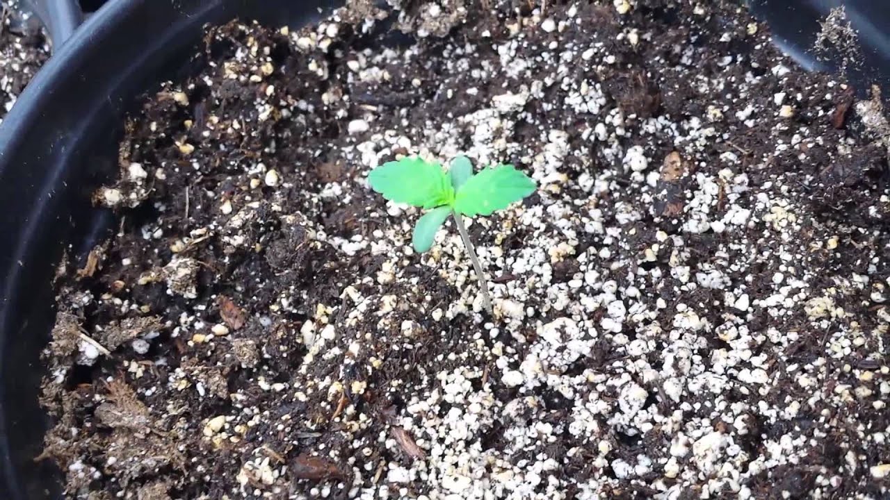 La Plata Labs white voodoo