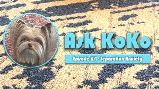Ask KoKo episode #4. Separation Anxiety.