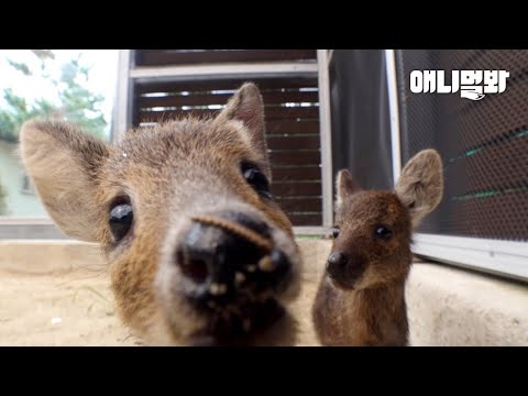 아기 고라니들이 우리에게 꼭 하고싶은 말ㅣWhat The Wild Animals Desperately Wish To Tell The <strong>Humans</strong>