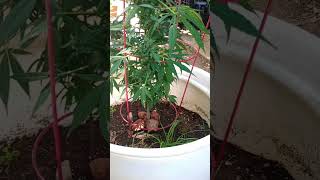 What happened to the autoflowers are the breeders just messing up they rarely seem to grow right🤷🏼