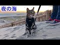 初めての夜の海にテンションが上がり砂浜で元気良くお散歩する猫