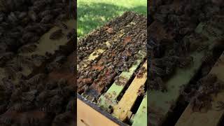 A Flow Hive Update I Wasnt Planning To Make Full Video