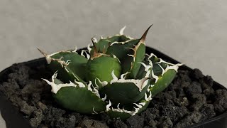 N*U様 【値下げ】アガベ スーパーチタノタ　脇芽 アガベ・チタノタ 立可白/SAD(芽）-054｜agave titanota south af