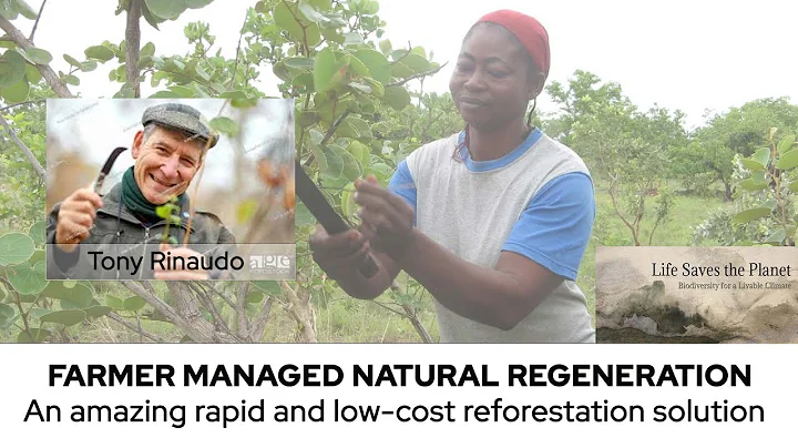 Reforestation Solution: Farmer Managed Natural Regeneration