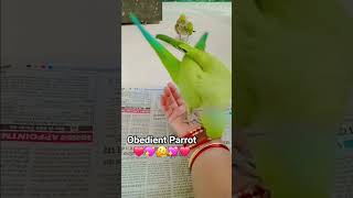 🦜Parrot Training💪💖🫠❤️#5gparrotpassion#talkingparot#parrot#trending#viral#entertain#funny#cute#shorts