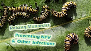 Raising Monarchs  Preventing NPV & Other Infections (Help The Monarch Butterfly)