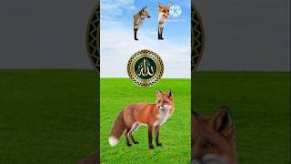 Download Lagu Amar piyara nbi mosthofa.#foryou #youtubeshorts #shorts MP3