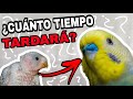 ¿QUÉ TAN RÁPIDO CRECEN LAS PLUMAS DE LOS PERIQUITOS?