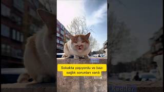 Sokaktan Kurtarılan Kedi Yeni Evine Alışabilecek Mi?