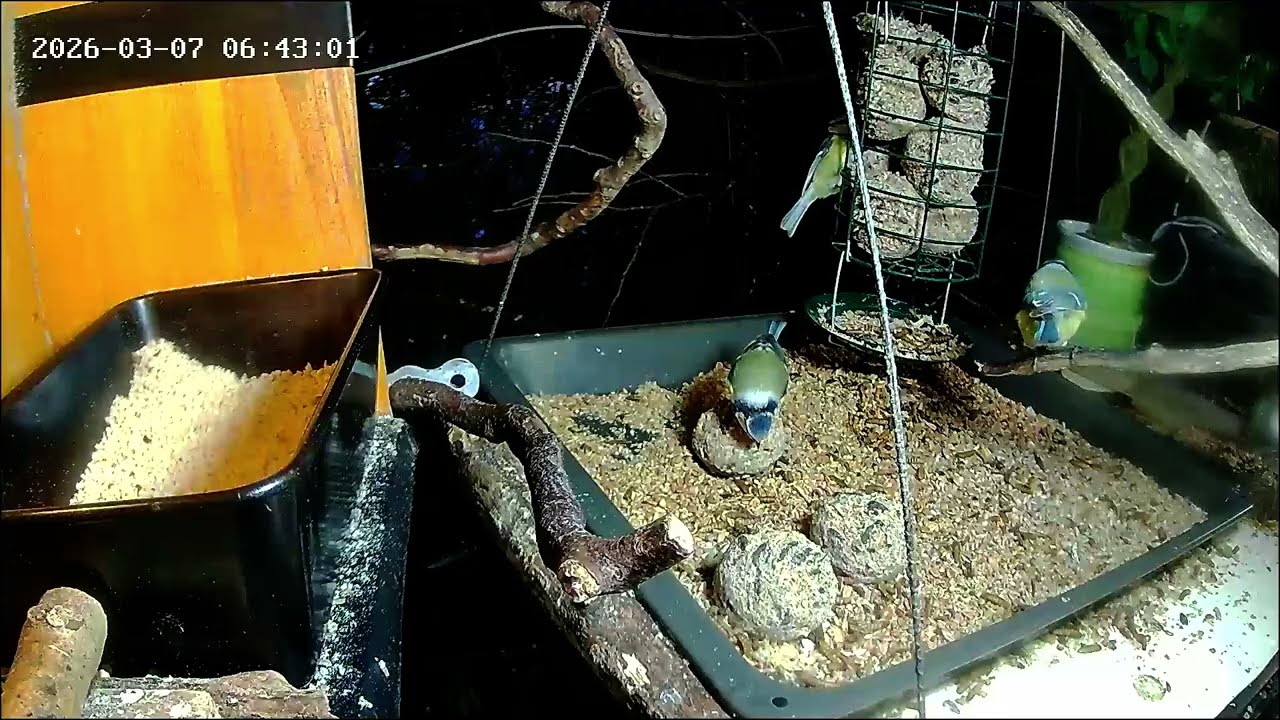 Tagesbeginn an der Nuss-Tanke (07.03.2026