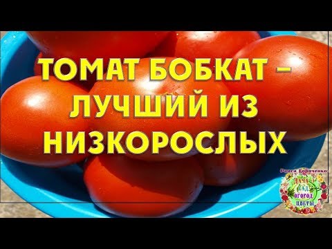 Томат Бобкат - лучший из низкорослых