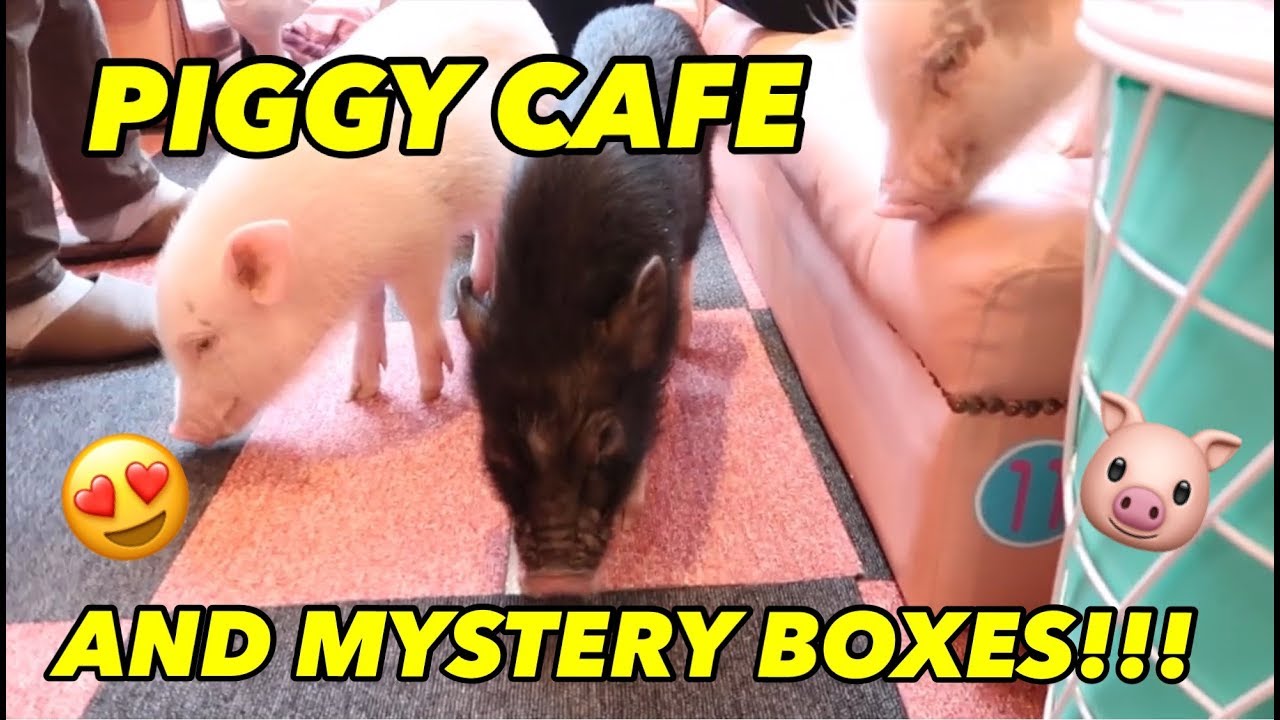 piggy-cafe-and-mystery-boxes-youtube
