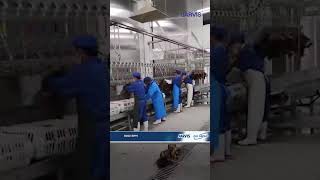 Poultry - 6,000 BPH Regular Processing Line | Complete High-Capacity Poultry Processing Plant