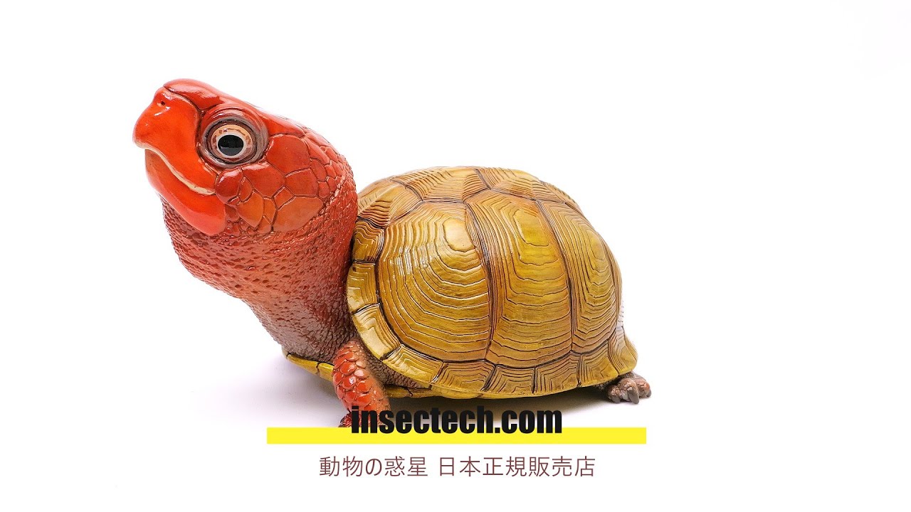 動物の惑星】ミツユビハコガメ フィギュア - 昆虫採集・昆虫標本用品