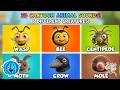 The Animal Sounds Song! | Wasp, Bumblebee, Centipede, &amp; More | Simple EduFam Learning
