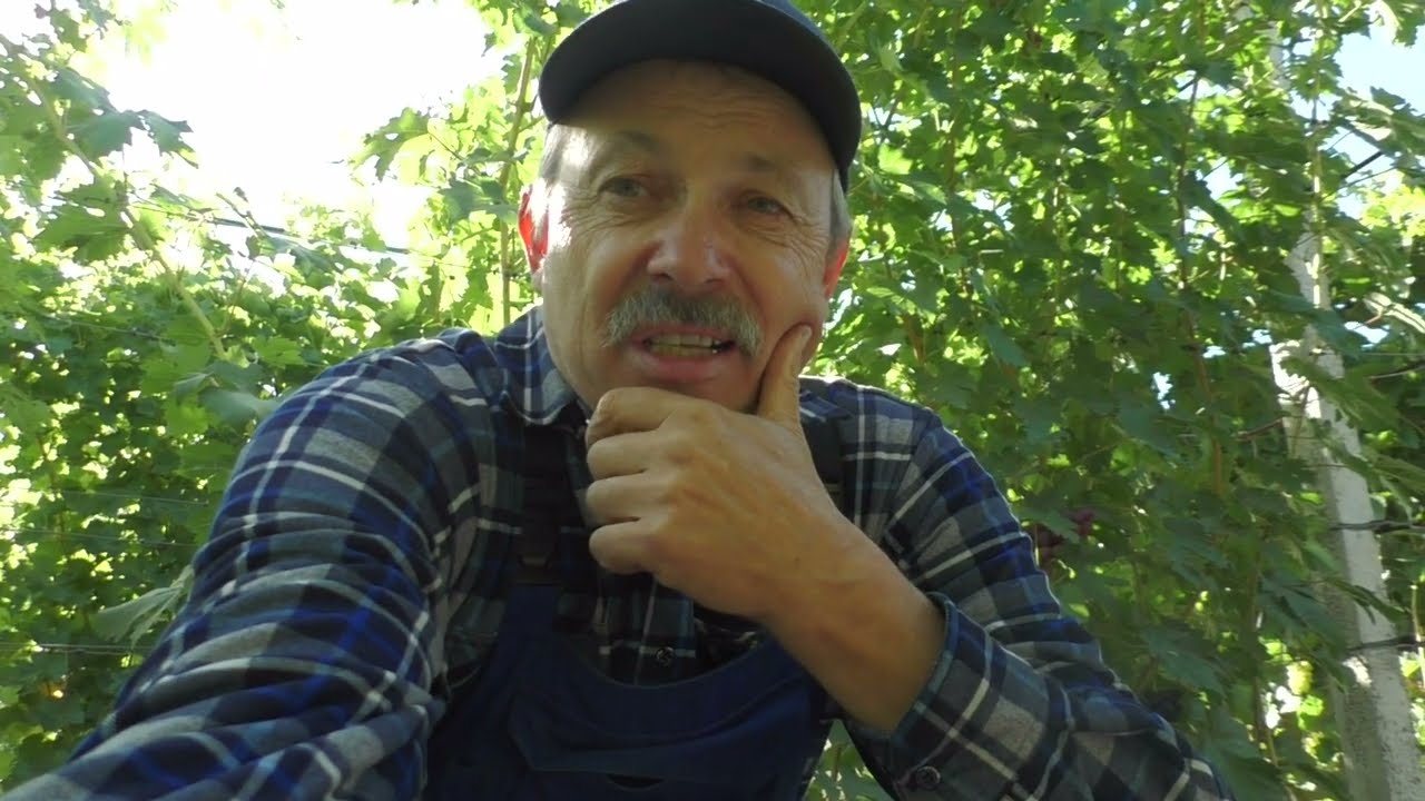 Виноград  Джокер, Журавчик червоний,  Перцевий червоний, в кого я купую саджанці.