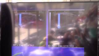 Amino Acid Case Study in horses screenshot 2