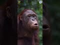 Did You Know Orangutans Make This Sound? #animals #orangutans